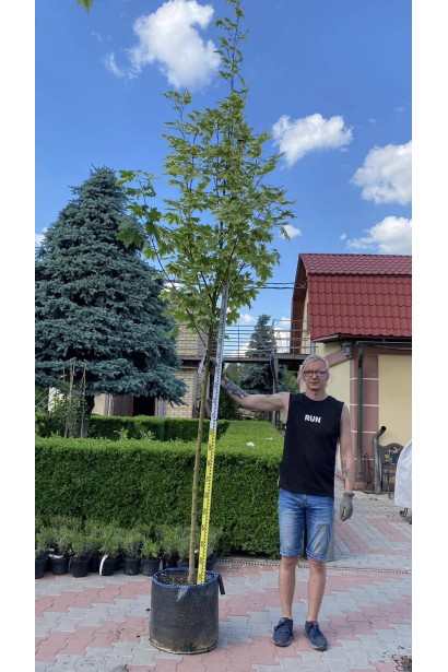 Клен гостролистий Друмонді - 55л/вис.320-350см/Ø40-60см/ШТАМБ 140-160см/обхват 8-10см